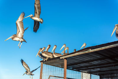 Low angle view of pelicans on roof against clear blue sky