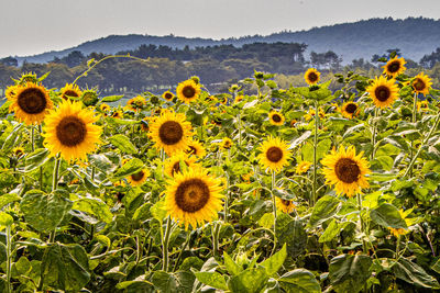 Close-up of yellow sunflowers on field