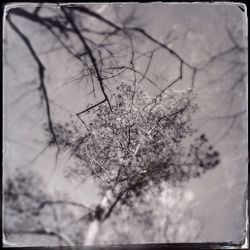 Low angle view of bare trees against cloudy sky