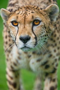 Cheetah in the wild, africa