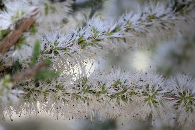 Close-up of cactus plant