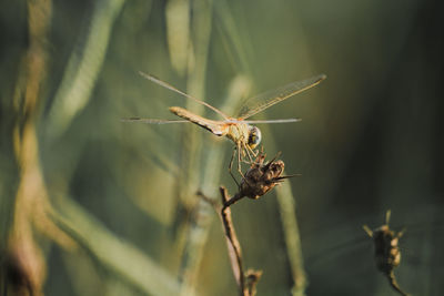 Close-up of insect on plant