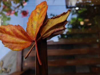 Close-up of dry maple leaves against blurred background