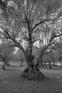 Bare tree on landscape against sky