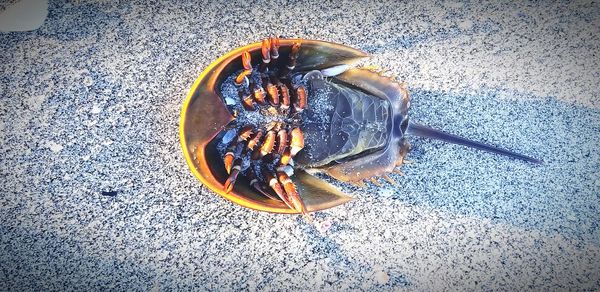 High angle view of crab on table