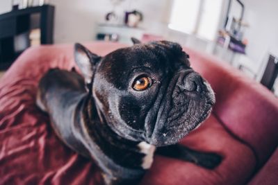 Close-up portrait of a dog