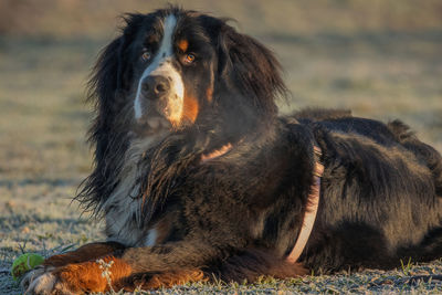Close-up of a dog looking away