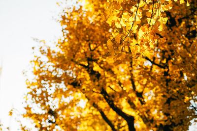 Low angle view of yellow flower tree