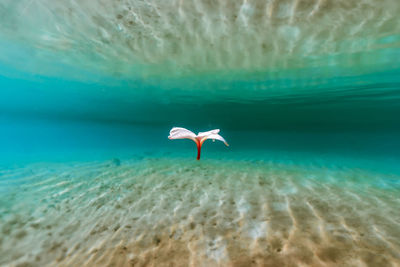 View of fish swimming in sea