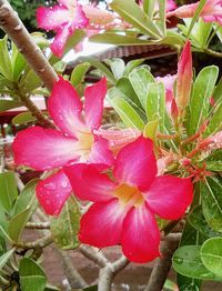 Close-up of red flowers blooming outdoors