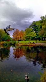 Birds flying over lake in park