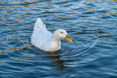 Large white pekin peking aylesbury american heavy single white duck water fowl low level close up 