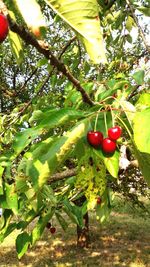 Close-up of apples on tree