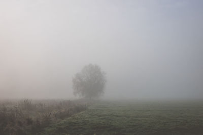 Trees on field against sky during foggy weather