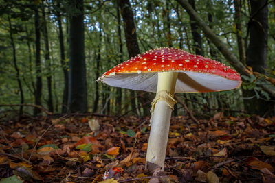 Autumn, time for mushrooms like this fly agaric with its red hood,   national park dwingeloo