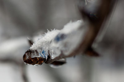 Close-up of plant against blurred background