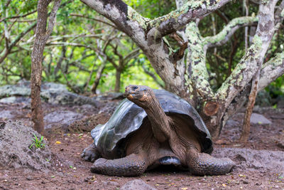 Close-up of turtle on tree