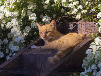 Portrait of a cat sitting on flower