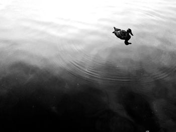 Swan swimming in lake