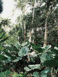 Close-up of leaves on tree trunk in forest