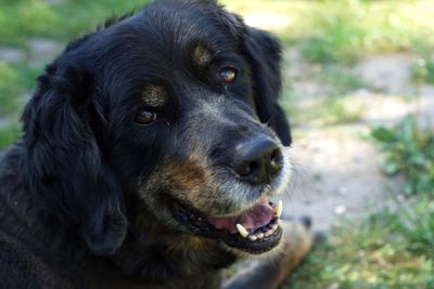 Close-up portrait of dog