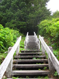 View of staircase in forest