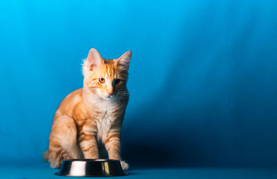 Portrait of a cat against blue background