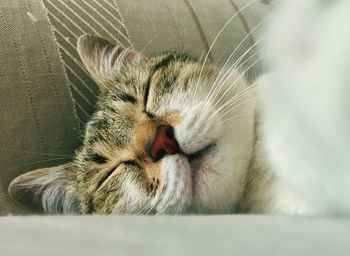 Close-up of cat sleeping