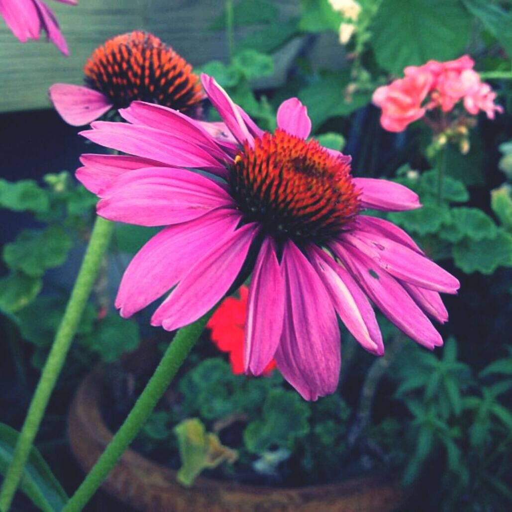 flower, petal, freshness, flower head, fragility, pink color, growth, beauty in nature, close-up, blooming, pollen, focus on foreground, plant, nature, single flower, stamen, in bloom, pink, day, blossom