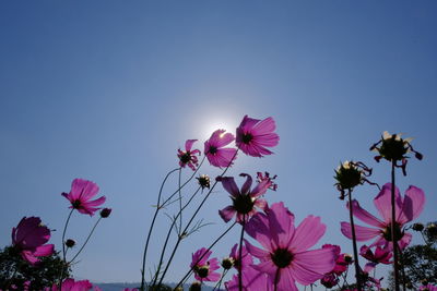 Low angle view of pink cosmos flowering plants against blue sky and sun