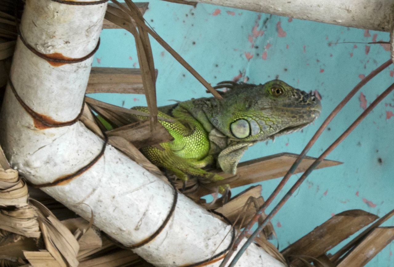 reptile, no people, animal themes, one animal, animals in the wild, day, indoors, close-up, nature, iguana