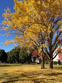 Trees in park