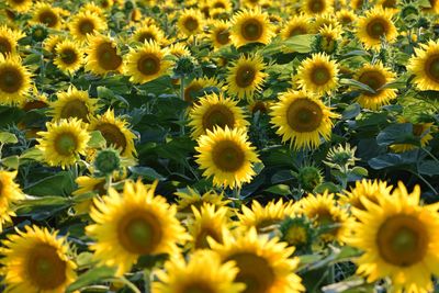 Full frame shot of yellow sunflowers on field