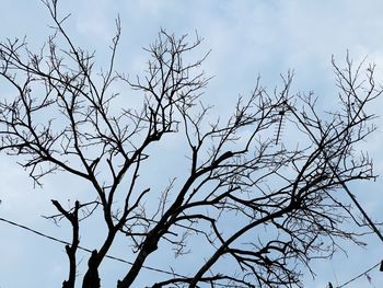 Low angle view of silhouette bare tree against sky