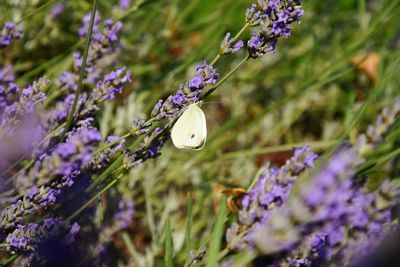 Close-up of butterfly on purple flowers