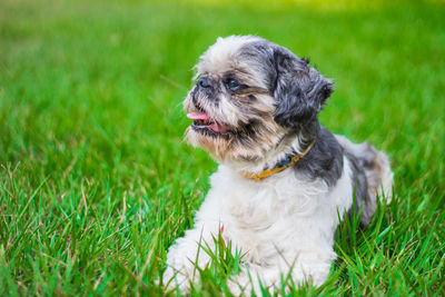 Portrait of dog on field