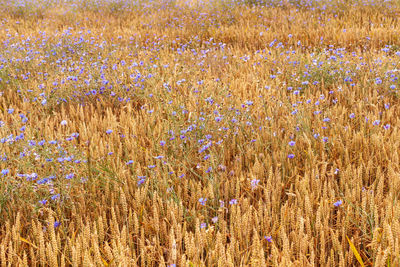 Full frame shot of purple flowering plants on field