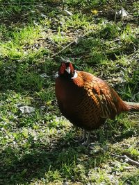 View of a duck on field