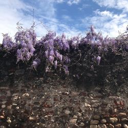 Pink cherry blossoms against sky