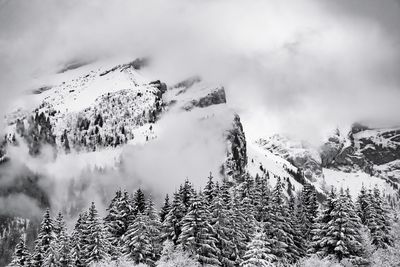 Panoramic view of pine trees against sky during winter