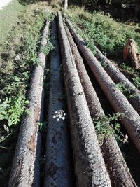 Close-up of bamboo plants in a forest