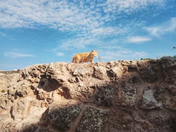 View of a rock formation