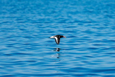 Bird flying over sea