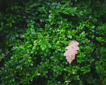 High angle view of fresh green leaves on bush