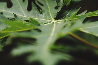 Close-up of leaves