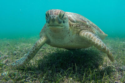 Underwater view of a turtle in water