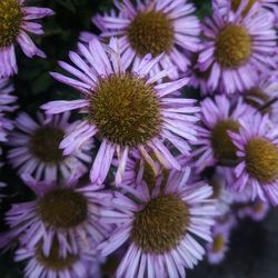 Close-up of pink flowering plants