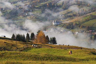 Scenic view of trees on field