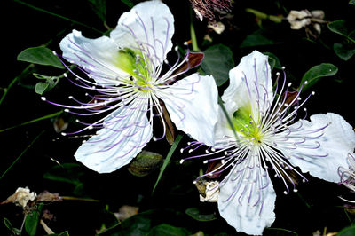 Close-up of white flower blooming outdoors