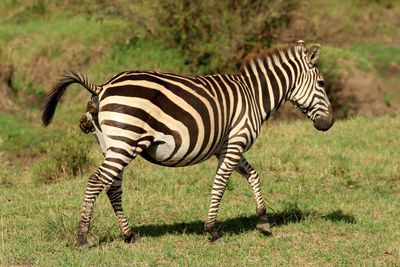 Side view of zebra